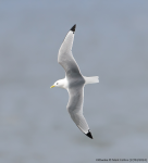 Kittiwake