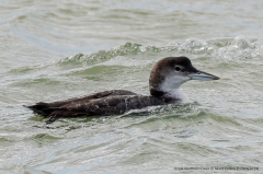 Great Northern Diver