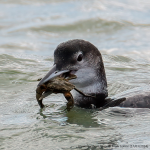 Great Northern Diver