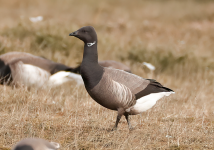 Dark-bellied Brent Goose