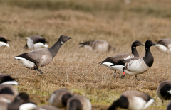 Dark-bellied Brent Goose