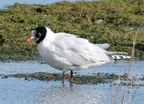 Mediterranean Gull