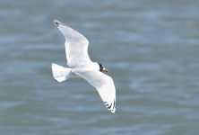 Mediterranean Gull