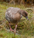 Pink-footed Goose