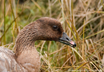 Pink-footed Goose