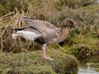 Pink-footed Goose