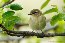 Chiffchaff