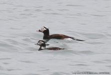 Long-tailed Ducks