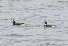 Long-tailed Ducks