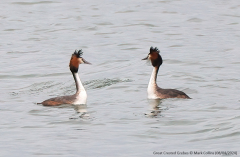 Great Crested Grebes