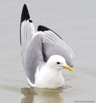 Kittiwake