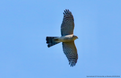 Sparrowhawk