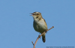 Sedge Warbler