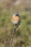 Stonechat