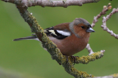 Chaffinch (male)