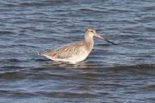 Bar-tailed Godwit