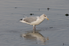 Herring Gull