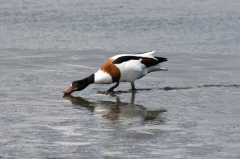 Shelduck