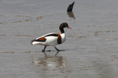 Shelduck