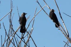 Jackdaws