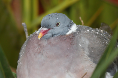 Woodpigeon