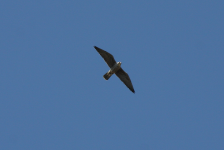 Peregrine Falcon