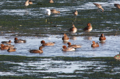 Wigeon