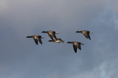 Brent Geese