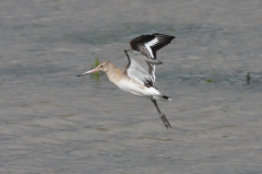 Black-tailed Godwit