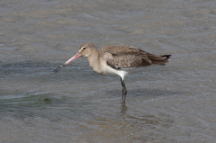 Black-tailed Godwit