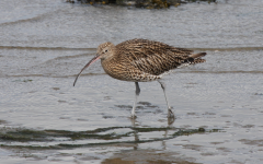 Curlew