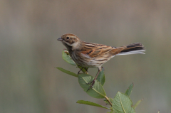 Reed Bunting