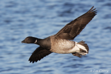 Brent Goose