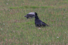 Carrion Crow