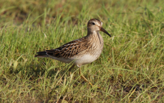 Pectoral Sandpiper