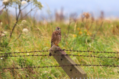 Kestrel