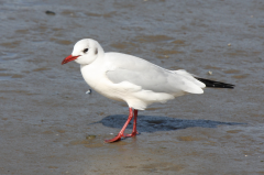 Black-headed Gull