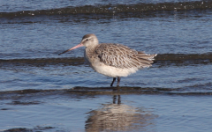 Bar-tailed Godwit