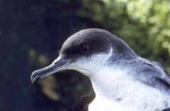 Manx Shearwater 