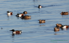 Shoveler