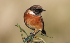 Stonechat