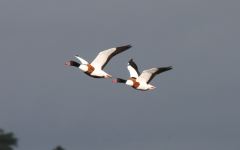 Shelduck