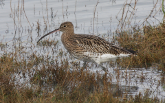 Curlew