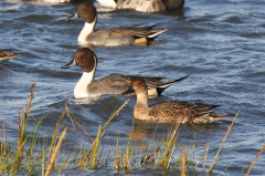 Pintail