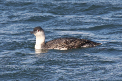 Red-throated Diver