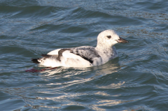 Black Guillemot