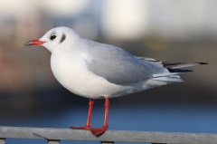 Black-headed Gull