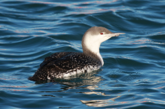 Red-throated Diver