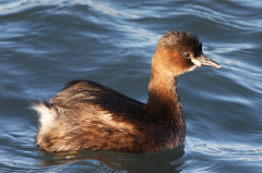 Little Grebe