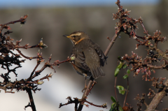 Redwing